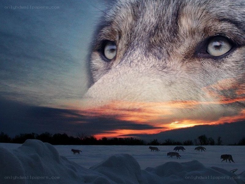 wolf pack at sunset