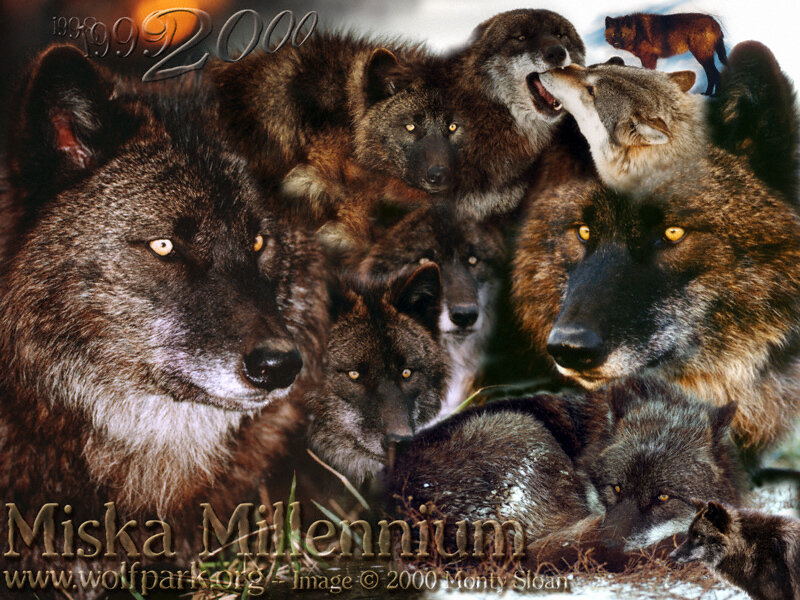 Wolf Pack Collage — Brown