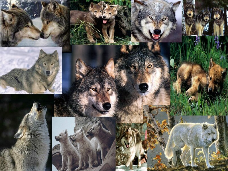 Wolf Pack Collage — Gray, Natural