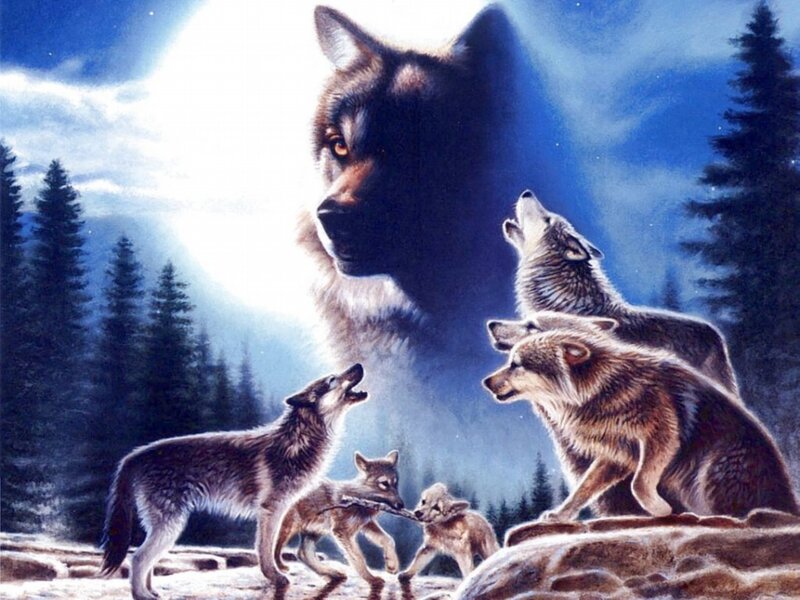Wolf Pack Howling — Blue, Dramatic