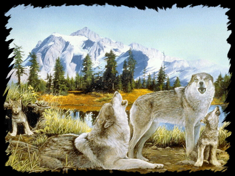 Wolf Pack Howling