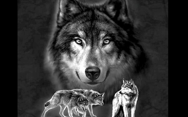Wolf Pack Illustration