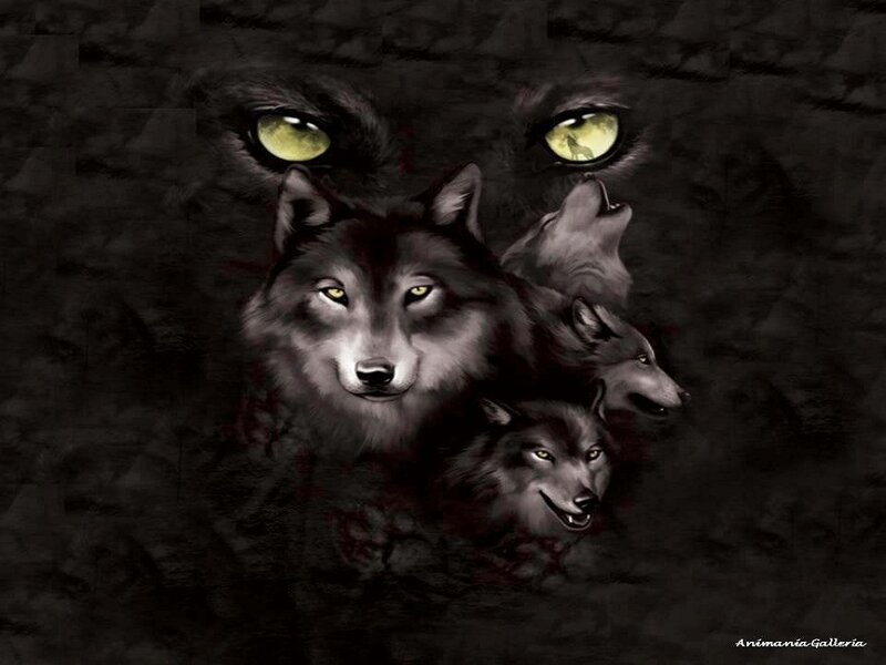 Wolf Pack in Dark