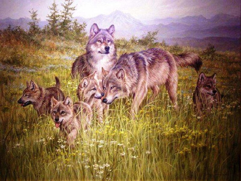 Wolf Pack in Field