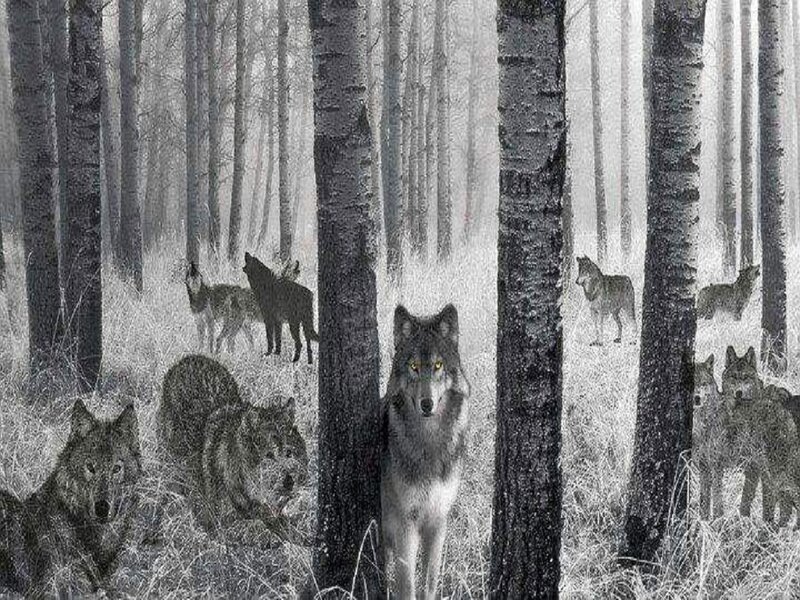 Wolf Pack in Forest — Black, Dramatic