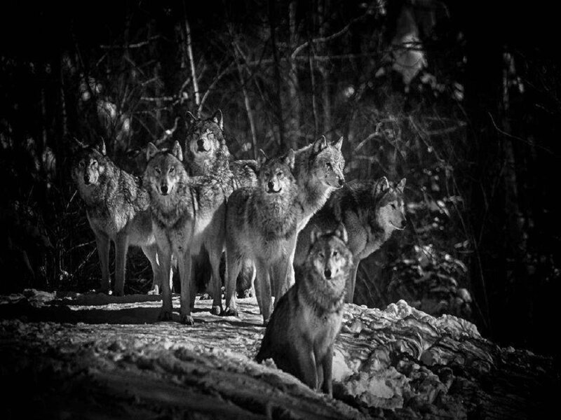 Wolf Pack in Forest — Black