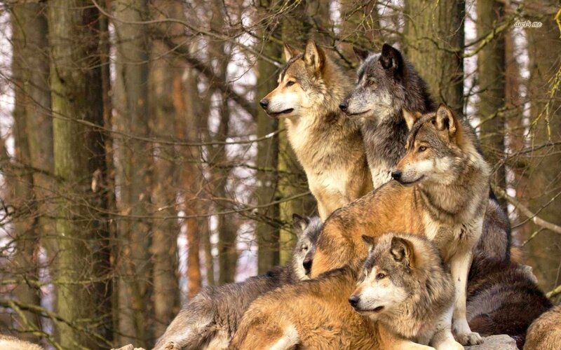 Wolf Pack in Forest — Brown, Alert