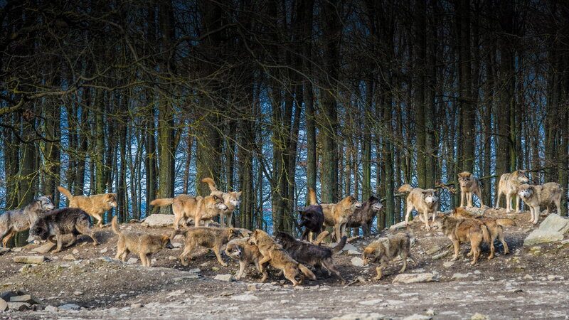 Wolf Pack in Forest — Brown, Natural