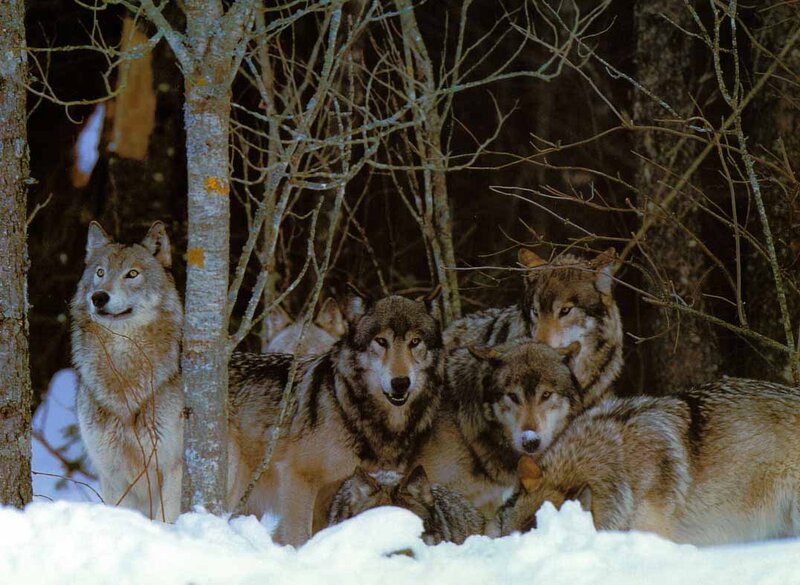 Wolf Pack in Forest — Gray, Alert