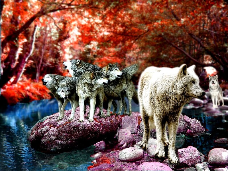 Wolf Pack in Forest — Red