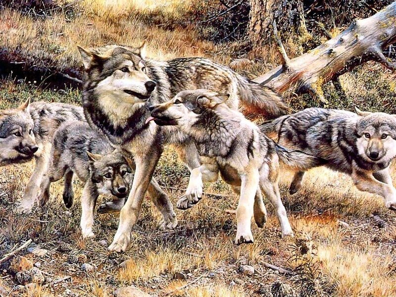wolf pack in forest