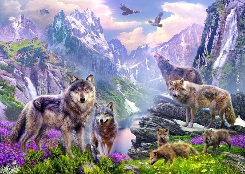 Wolf Pack in Mountains