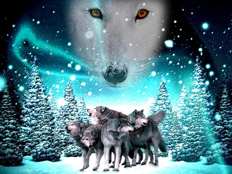 Wolf Pack in Snow — Blue