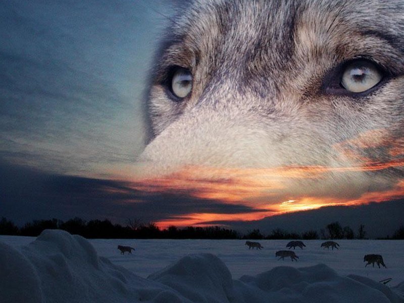 Wolf Pack in Snow — Gray, Dramatic