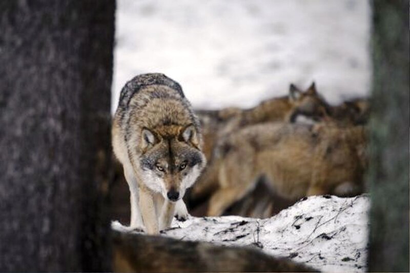 Wolf Pack in Snow — Gray
