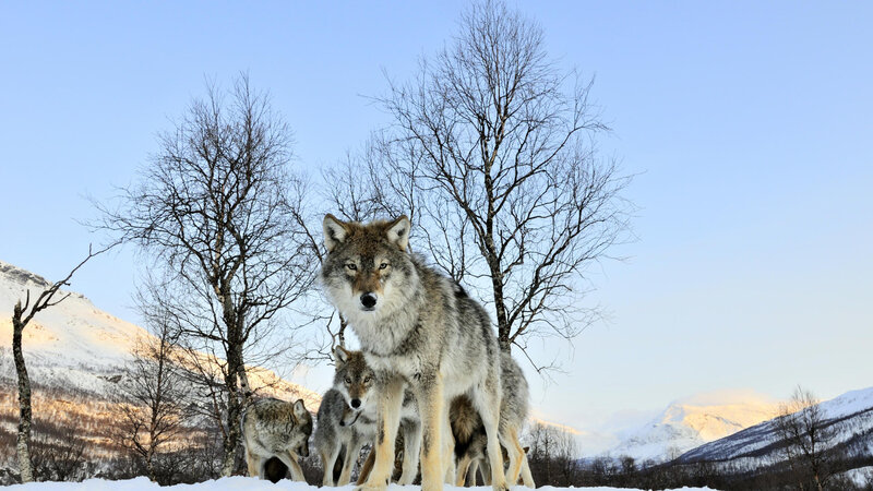 Wolf Pack in Snow