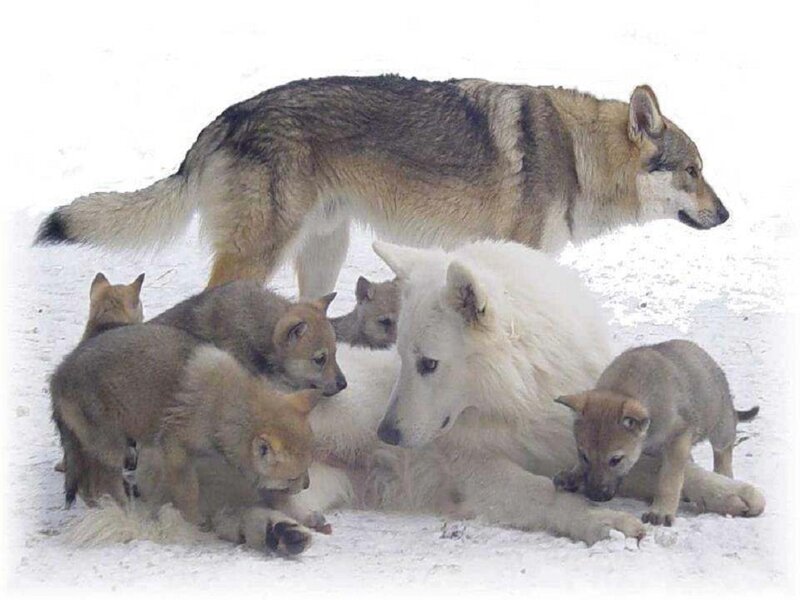 Wolf Pack in Snow — White, Calm