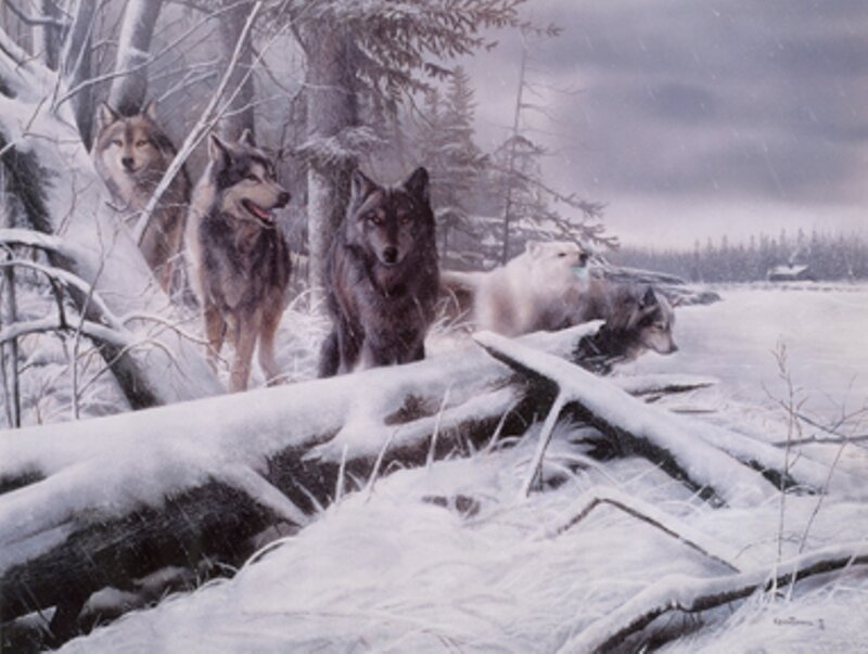 Wolf Pack in Snow — White, Cold