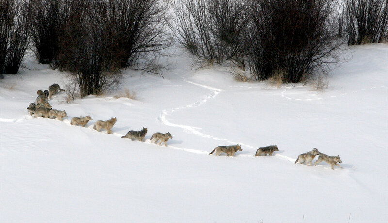 Wolf Pack in Snow — White, Cold, Winter, Photograph, Bushes