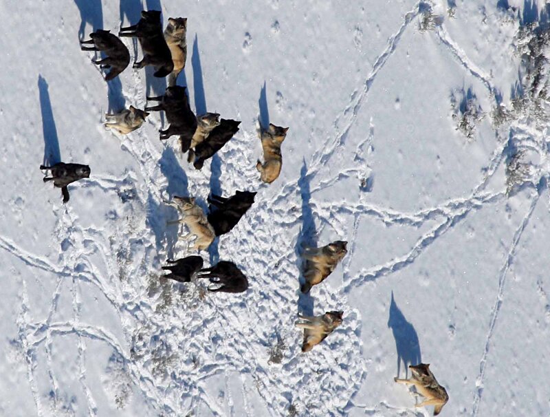 Wolf Pack in Snow — White, Cold, Winter, Photograph