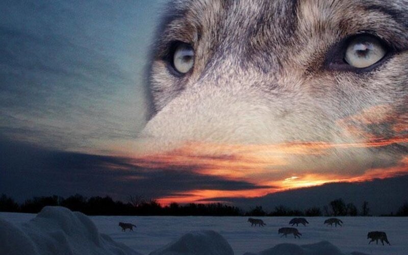Wolf Pack in Snow — White, Dramatic, Sunset