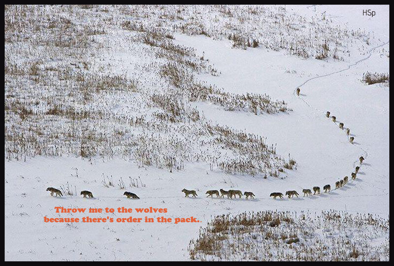 Wolf Pack in Snow — White, Dramatic, Winter, Photograph