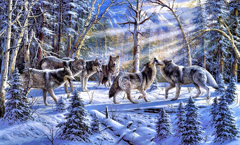 Wolf Pack in Snow — White, Dramatic, Winter
