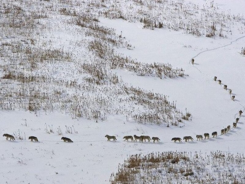 Wolf Pack in Snow — White, Serene, Winter, Photograph, Grass