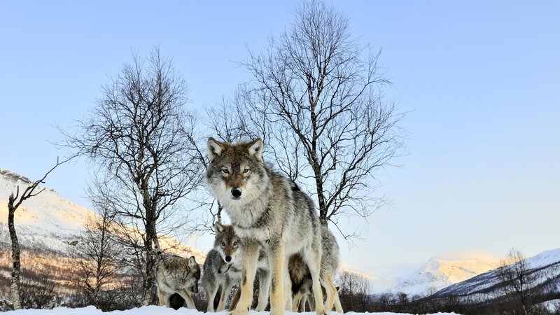 Wolf Pack in Snow — White, Serene, Winter, Photograph, Trees