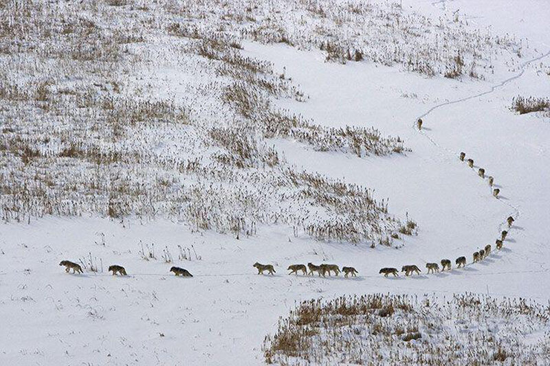 Wolf Pack in Snow — White, Serene, Winter