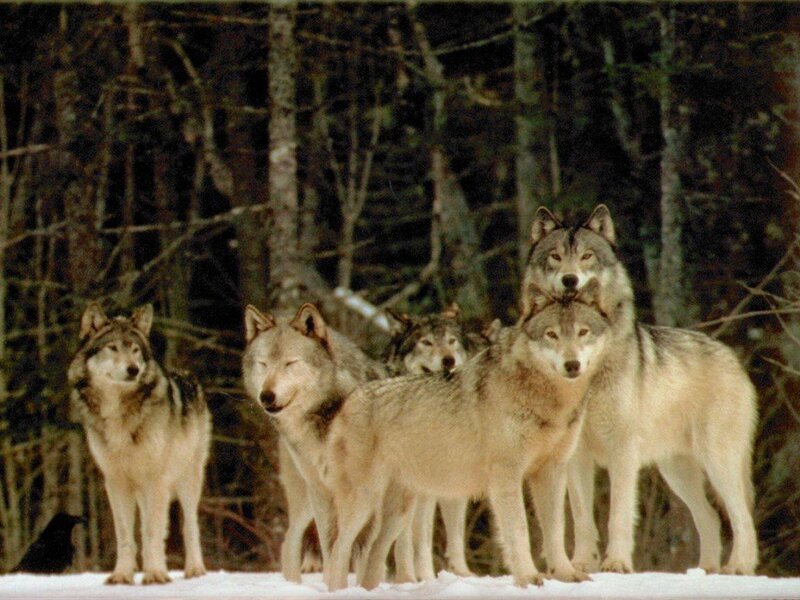 wolf pack in snowy forest