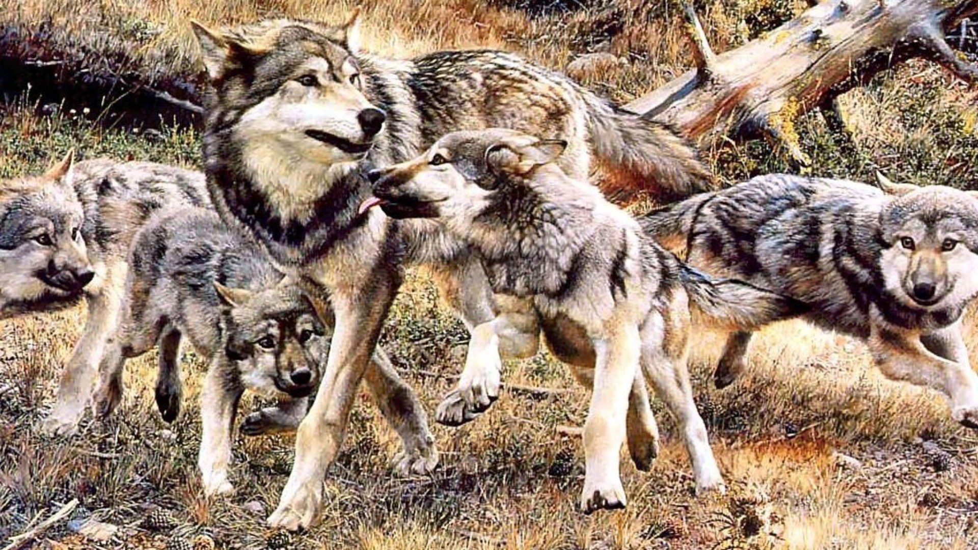 wolf pack in the wild