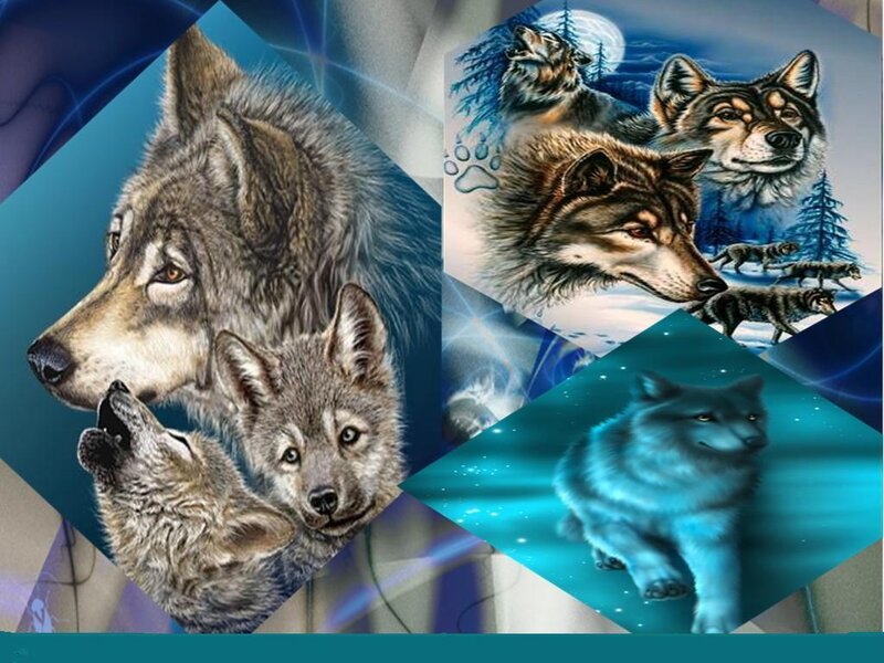 Wolf Pack in Winter