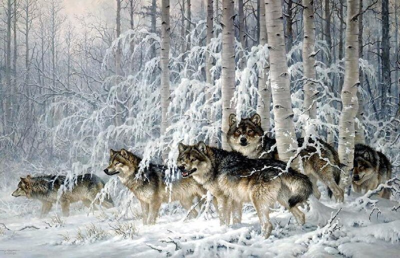 Wolf Pack in Winter — White