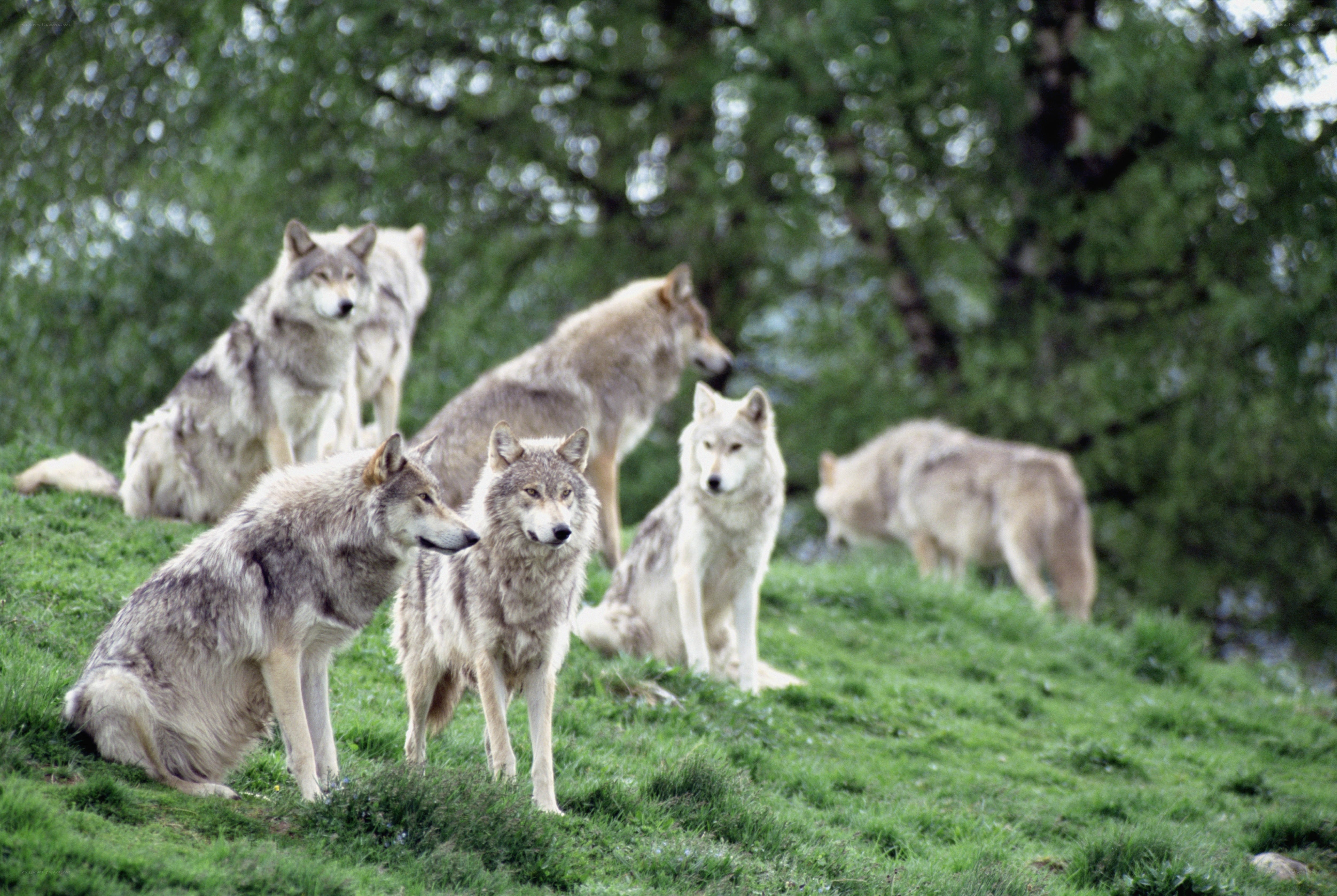 wolf pack on a grassy hill