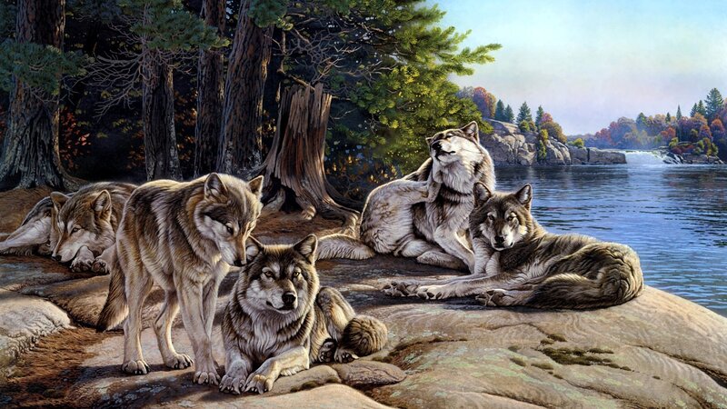 Wolf Pack on Rocks — Brown, Serene, Autumn