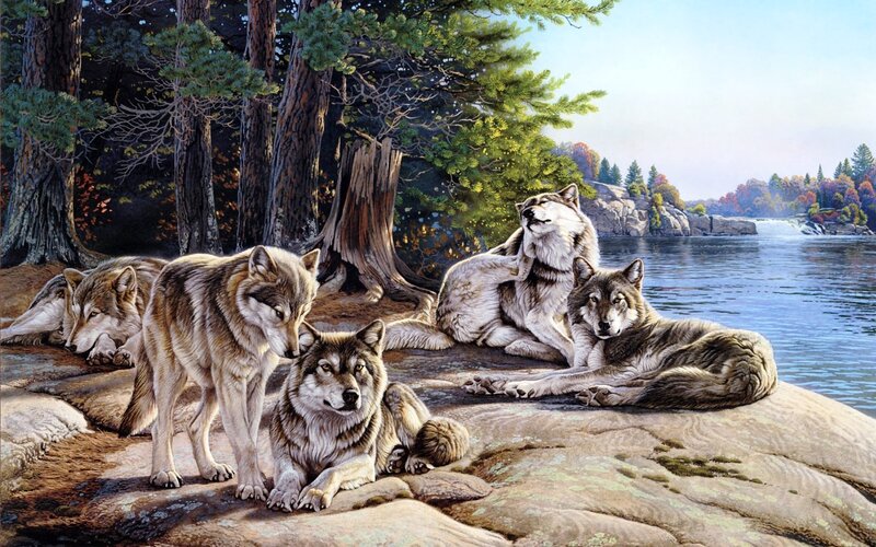 Wolf Pack on Rocks — Brown