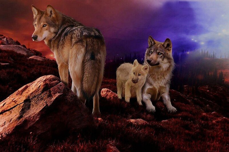 Wolf Pack on Rocks — Purple