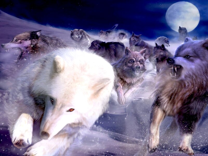 Wolf Pack Running