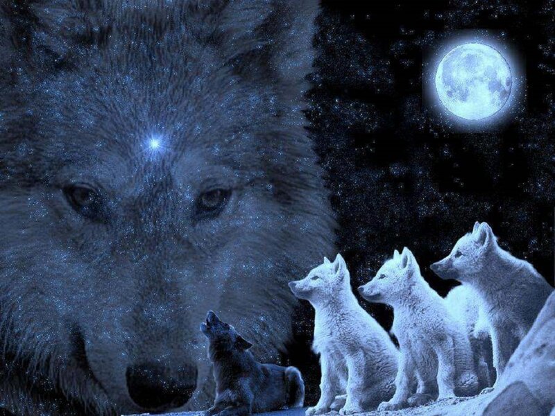 Wolf Pack under Moon
