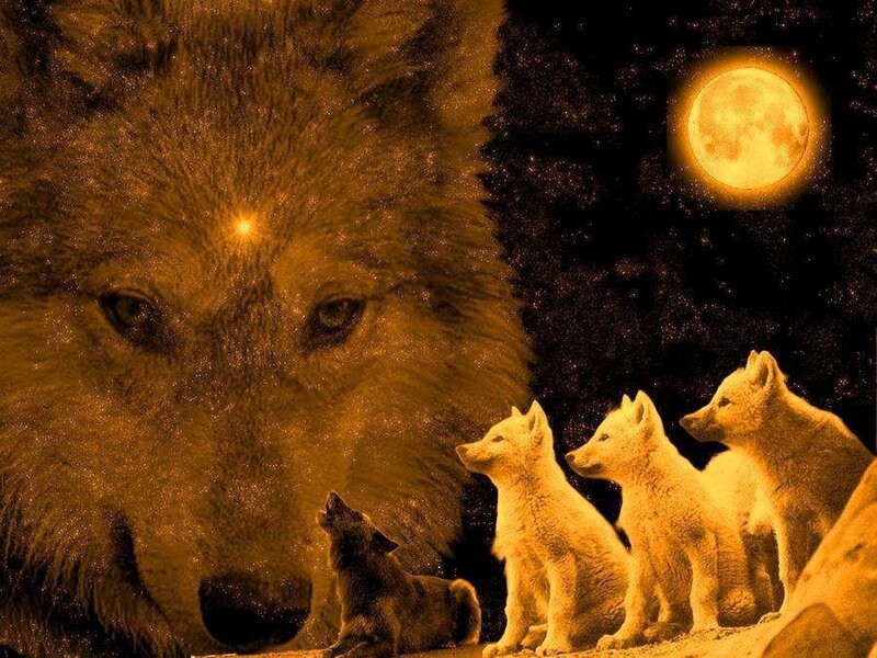 Wolf Pack under Moon — Yellow