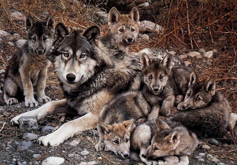 Wolf Pack with Pups — Gray, Calm, Afternoon