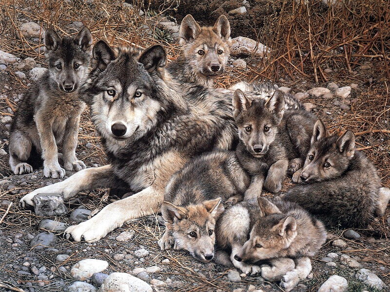 Wolf Pack with Pups — Gray, Calm, Photograph, Rocks, Dry Grass