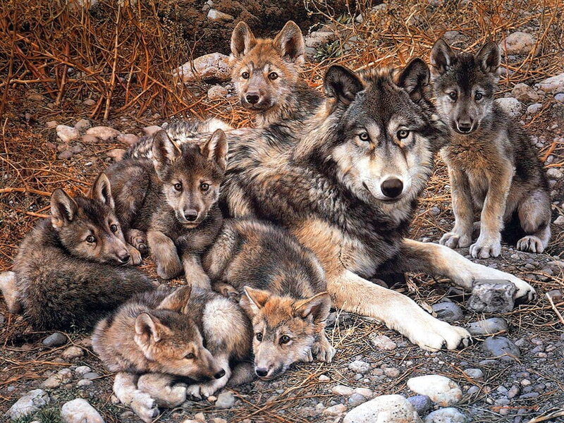 Wolf Pack with Pups — Gray, Calm, Photograph, Rocks