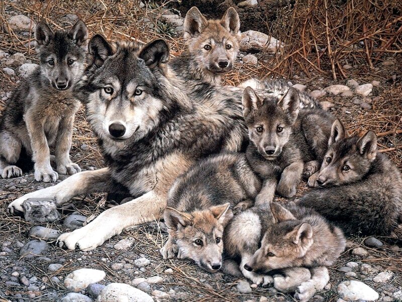 Wolf Pack with Pups — Gray, Calm, Photograph