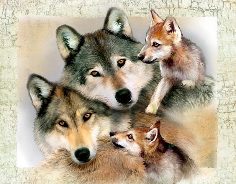 Wolf Pack with Pups — Gray, Calm