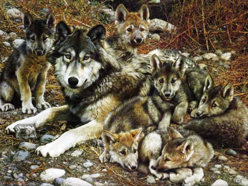Wolf Pack with Pups — Gray