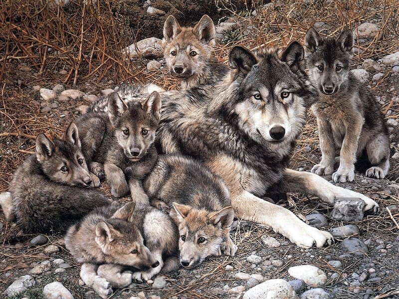 Wolf Pack with Pups