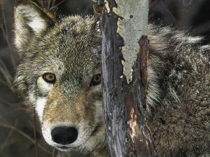 wolf peeking from behind a tree