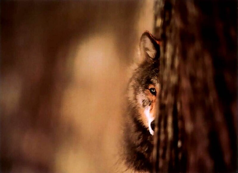 Wolf Peeking from Behind Tree — Brown, Alert